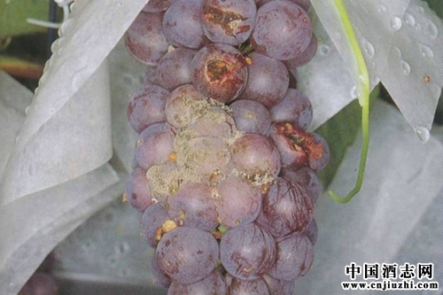 實(shí)驗(yàn)研究出了以天然方法防治葡萄園灰霉病