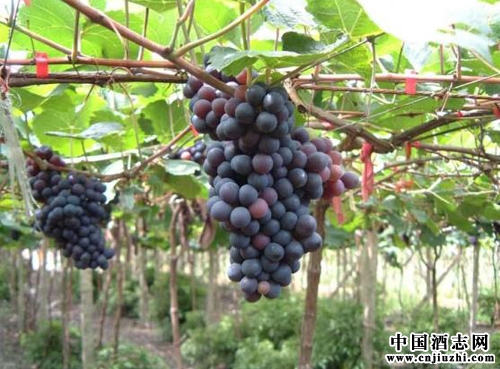 怎樣的原料對白蘭地達標